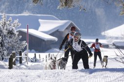 Lenk 2013